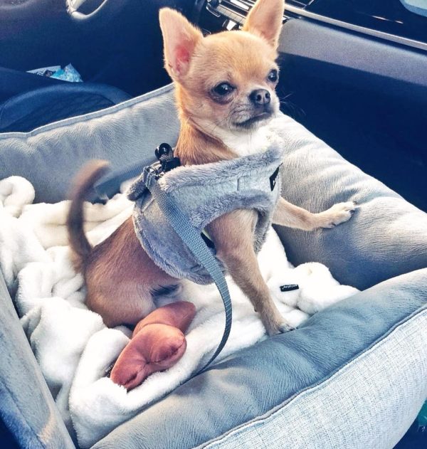 Siedzisko do auta Paris szare dla małych i średnich psów