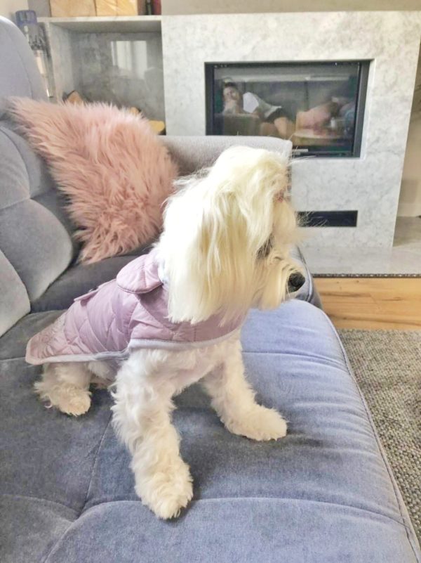 Chloes Home - Sienna jacket - kurtka dla psa Sienna